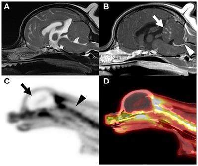 Case report: Absent fluorodeoxyglucose uptake in a dog with unexpected brain death